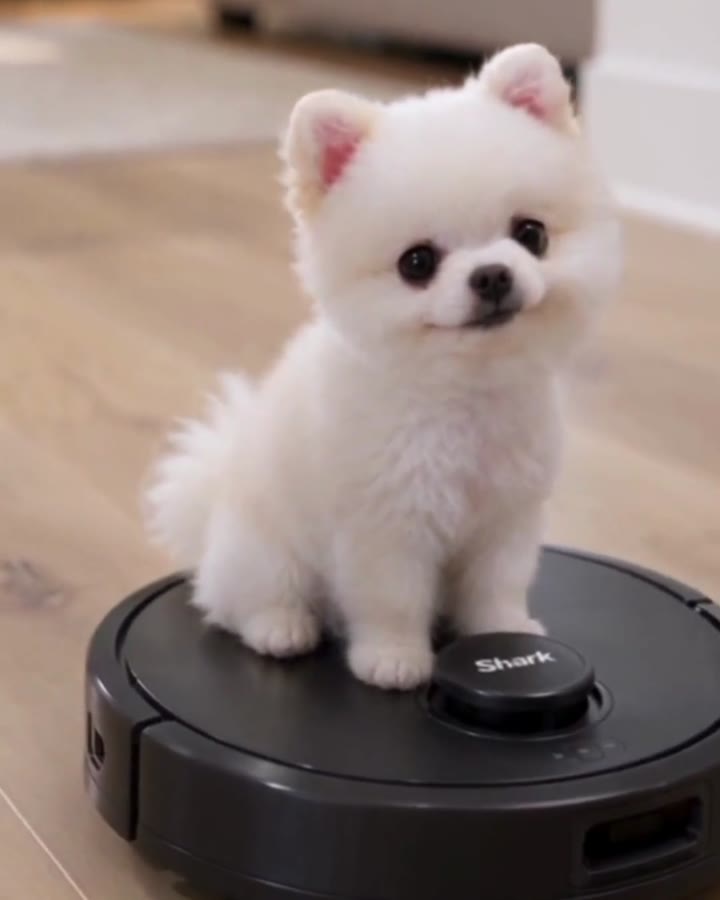 Bunny with the Shark IQ Robot Vacuum